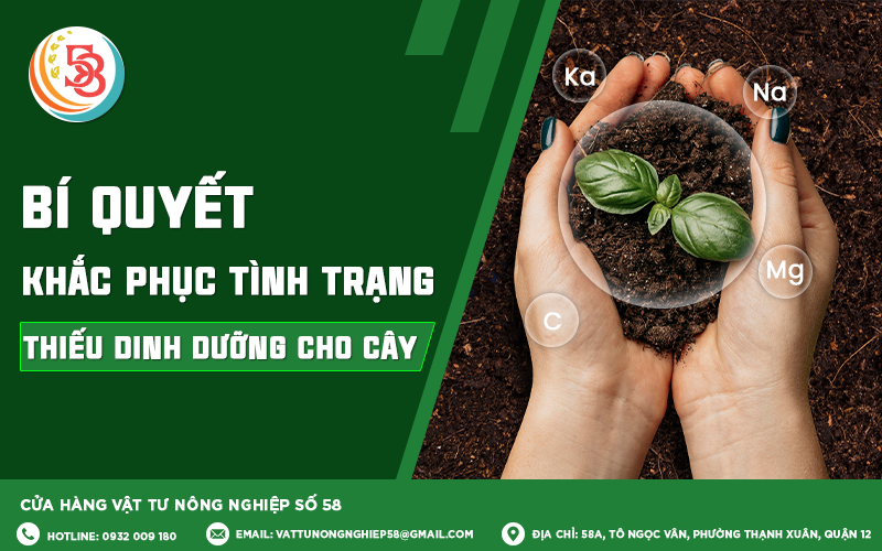 BÍ QUYẾT KHẮC PHỤC TÌNH TRẠNG THIẾU DINH DƯỠNG CHO CÂY